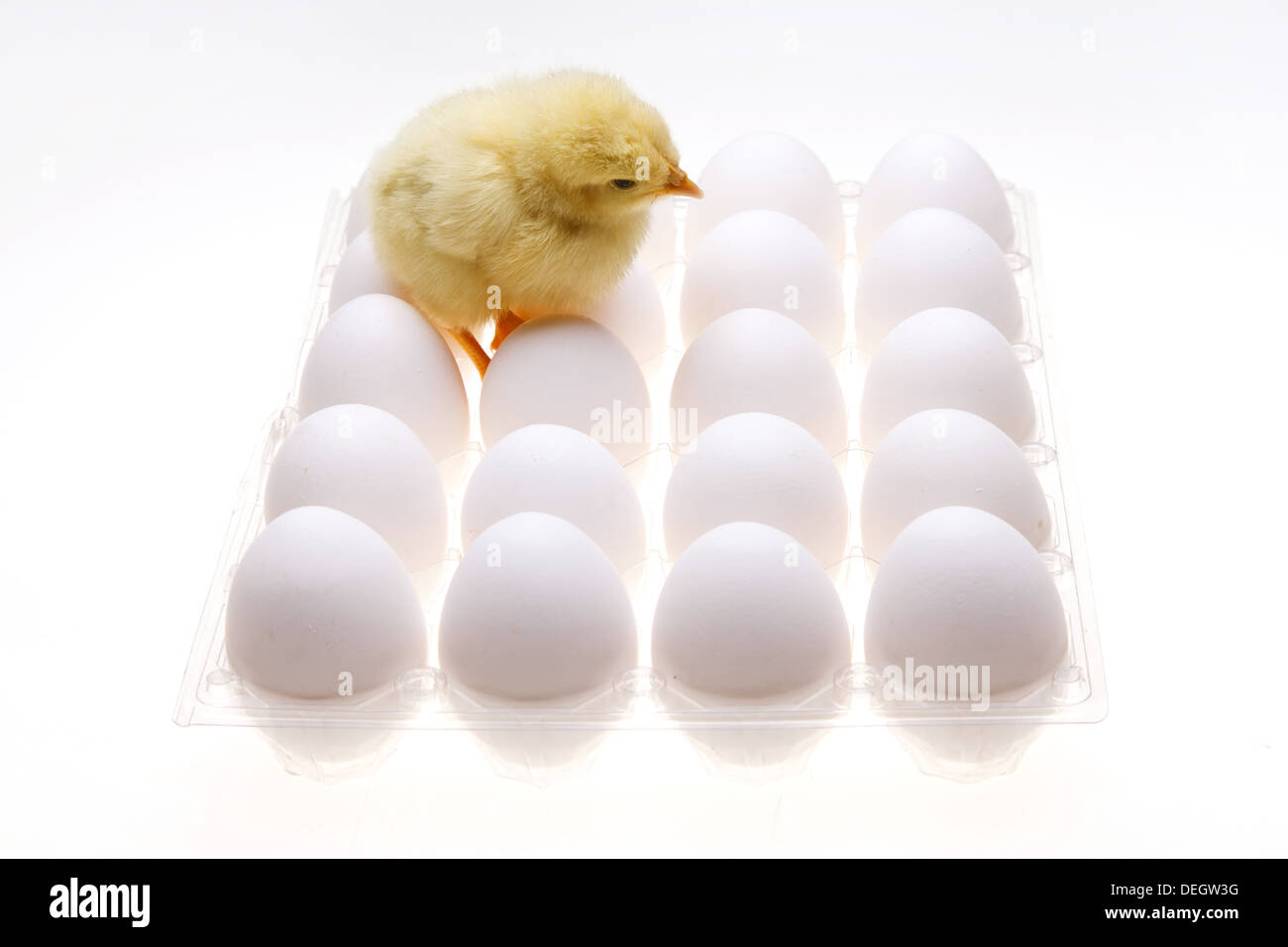 Compagno di ceci su uova Foto Stock