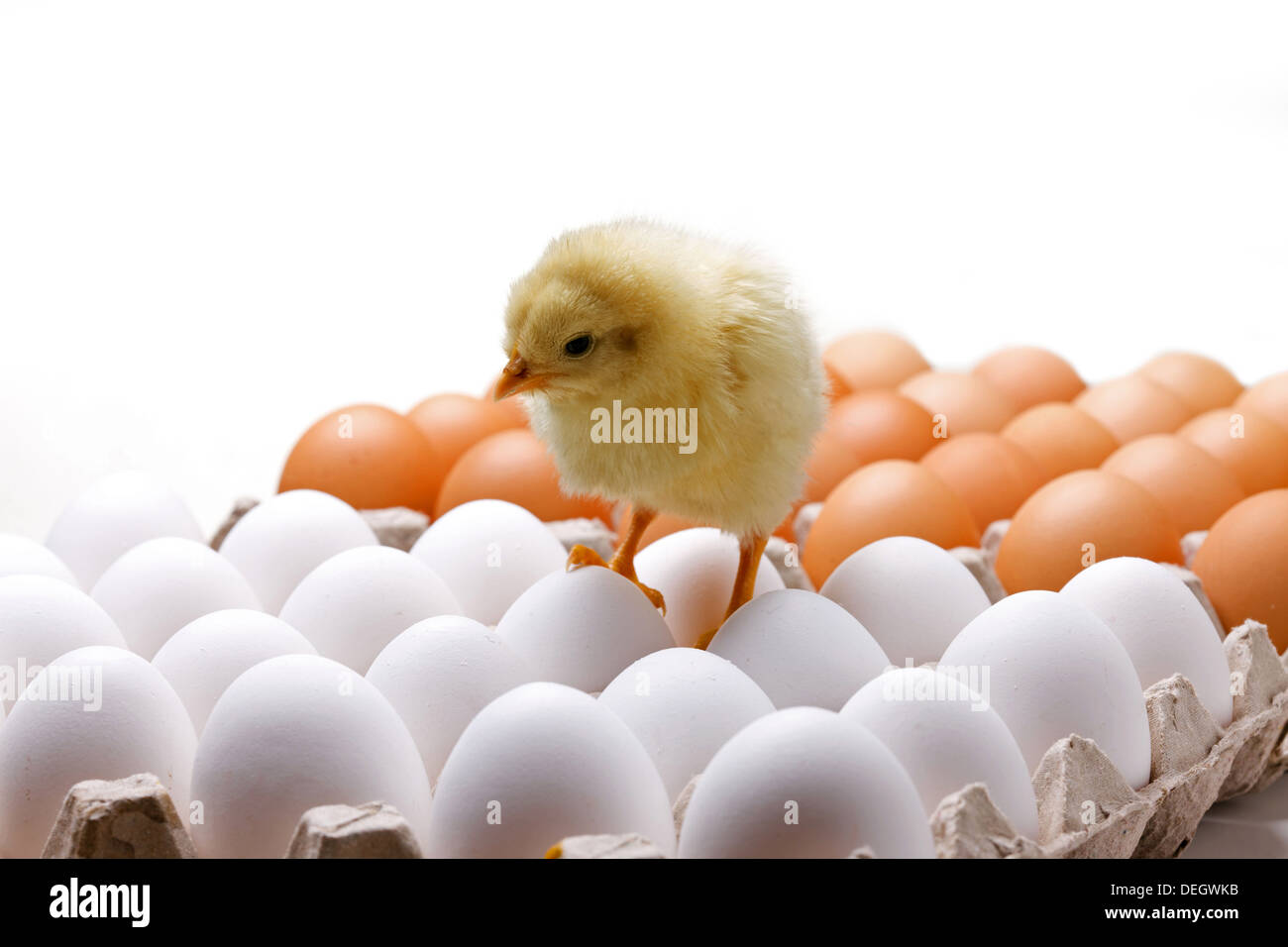 Compagno di ceci su uova Foto Stock