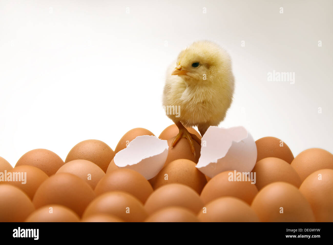 Compagno di ceci su uova con gusci di uova rotti Foto Stock