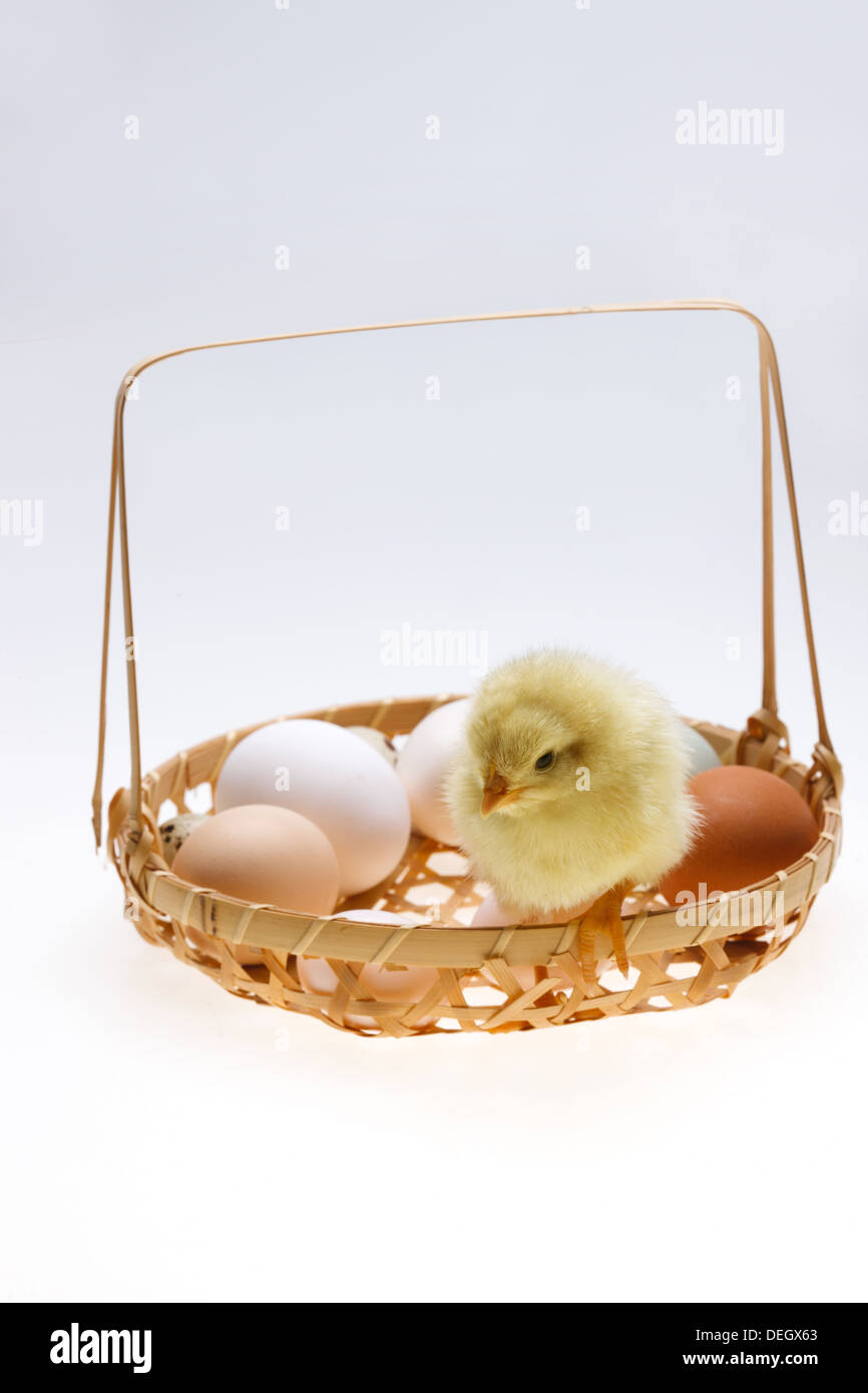 Compagno di chick in un cesto di uova Foto Stock