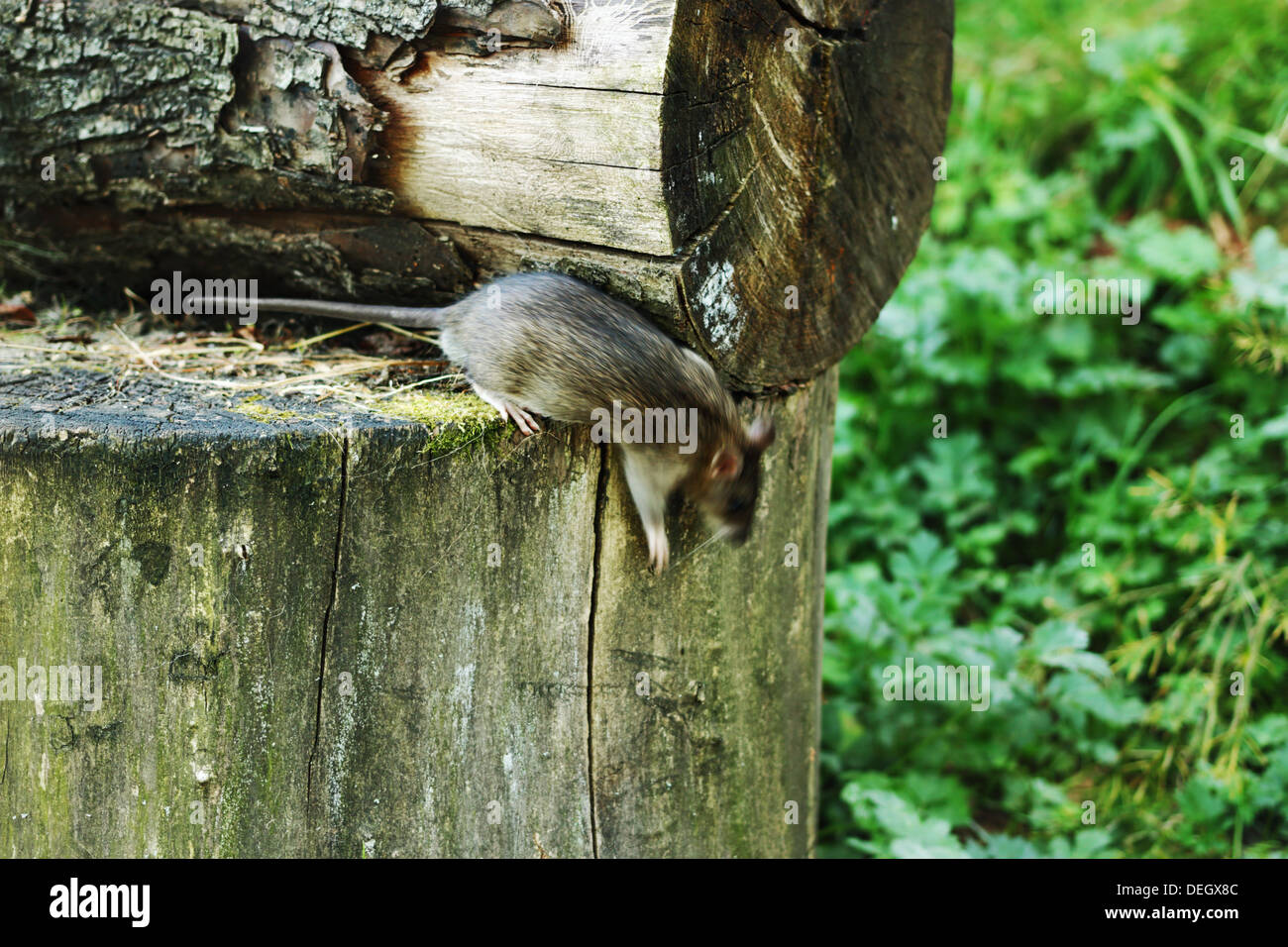 Ratto grigio salta da un tronchetto di legno all'aperto Foto Stock