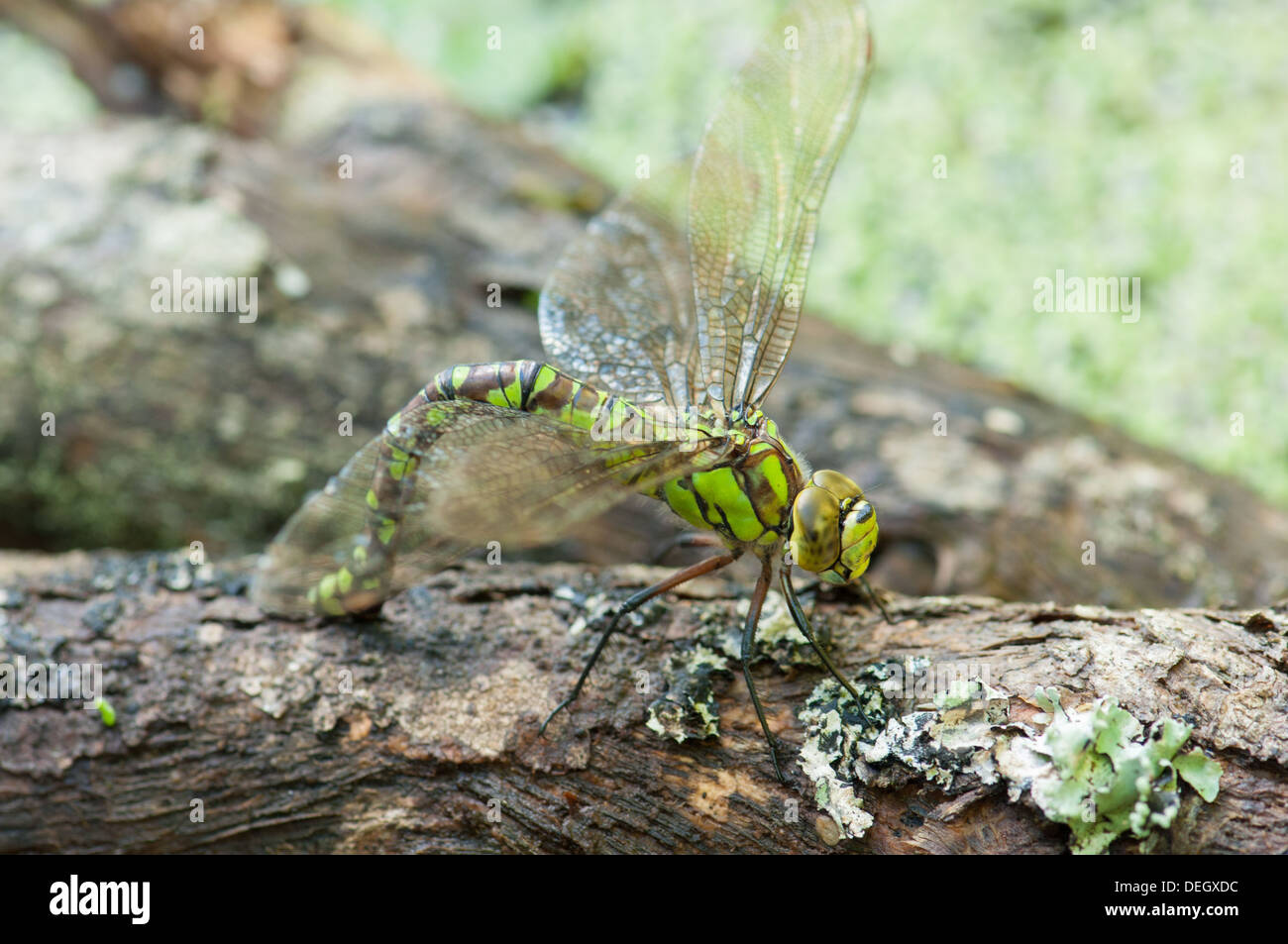 Femmina Hawker meridionale dragonfly (Aeshna cyanea) uovo-posa sul ramo saturo di acqua nel laghetto in giardino Foto Stock