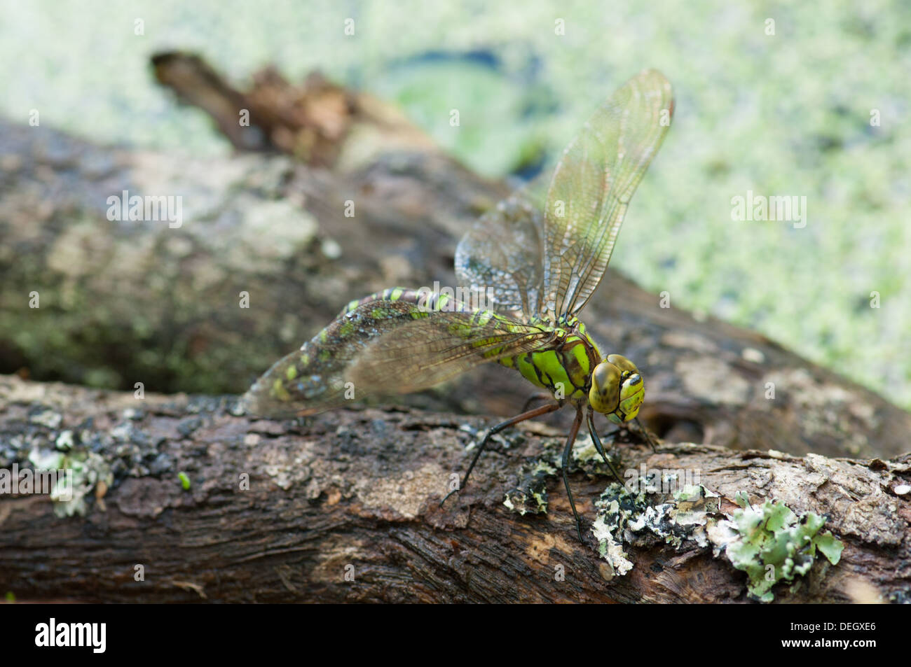 Femmina Hawker meridionale dragonfly (Aeshna cyanea) uovo-posa sul ramo saturo di acqua nel laghetto in giardino Foto Stock
