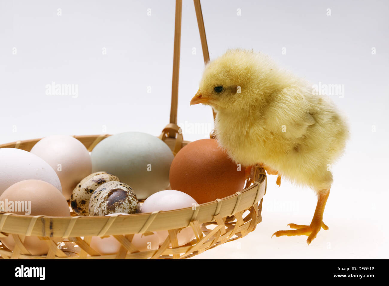 Compagno di chick in piedi in un paniere di uova Foto Stock