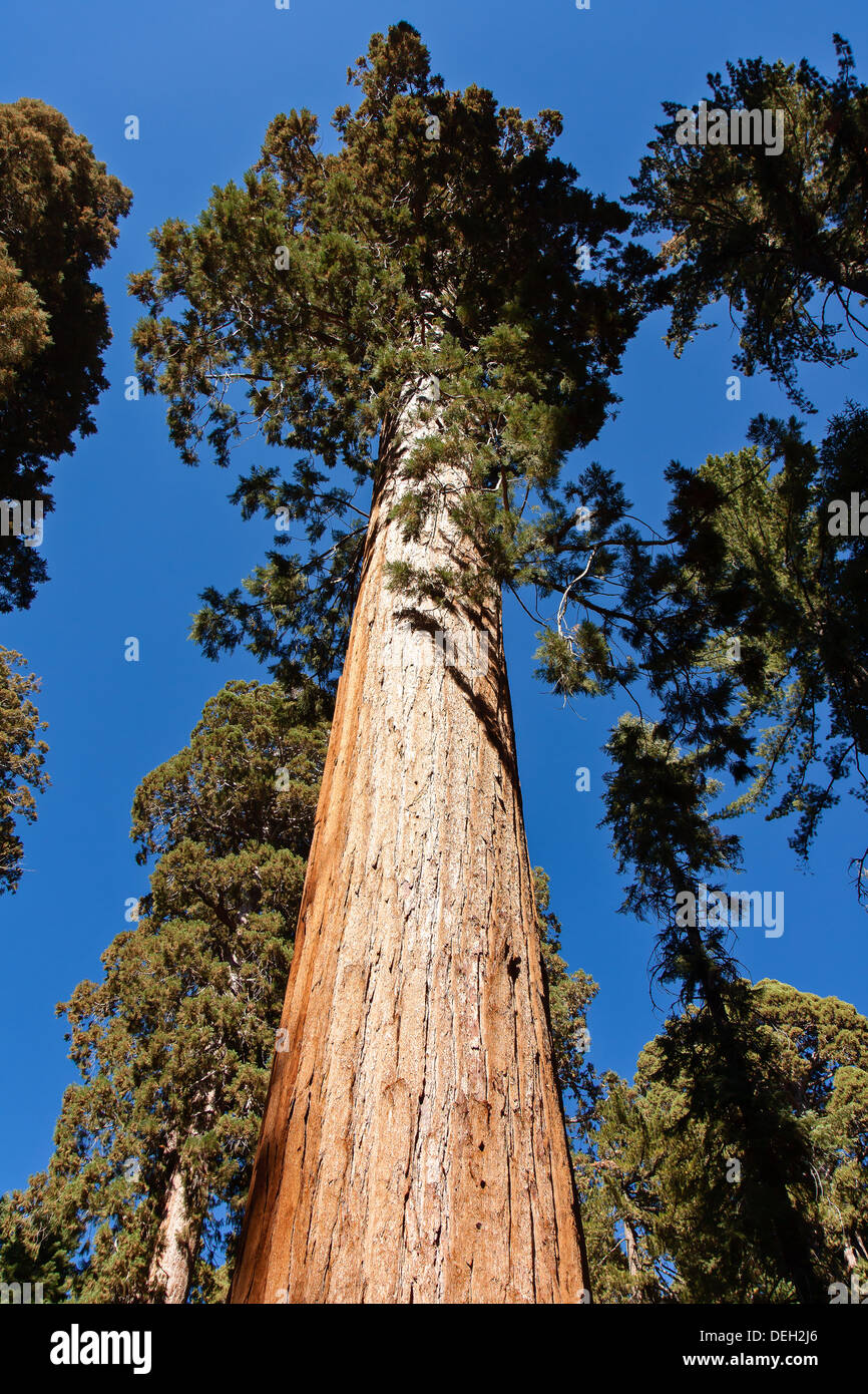 Questa è una sequoia gigante in Mariposa Grove si trova nei pressi di Wawona, California, Stati Uniti, nella parte più meridionale del Parco Nazionale di Yosemite Foto Stock