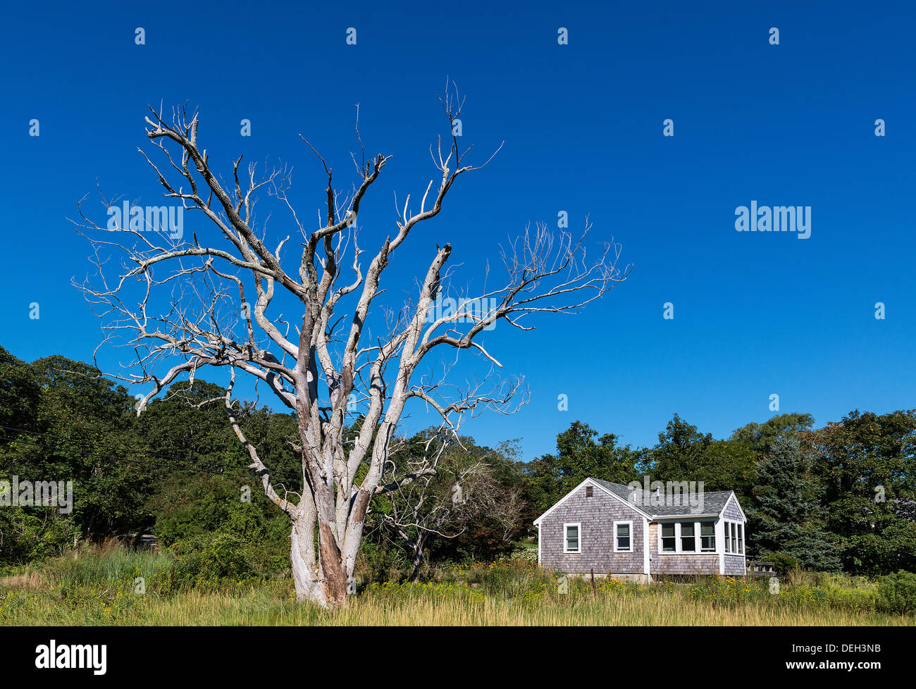 Cottage appartata con un enorme albero morto, Cape Cod, Massachusetts, Stati Uniti d'America Foto Stock