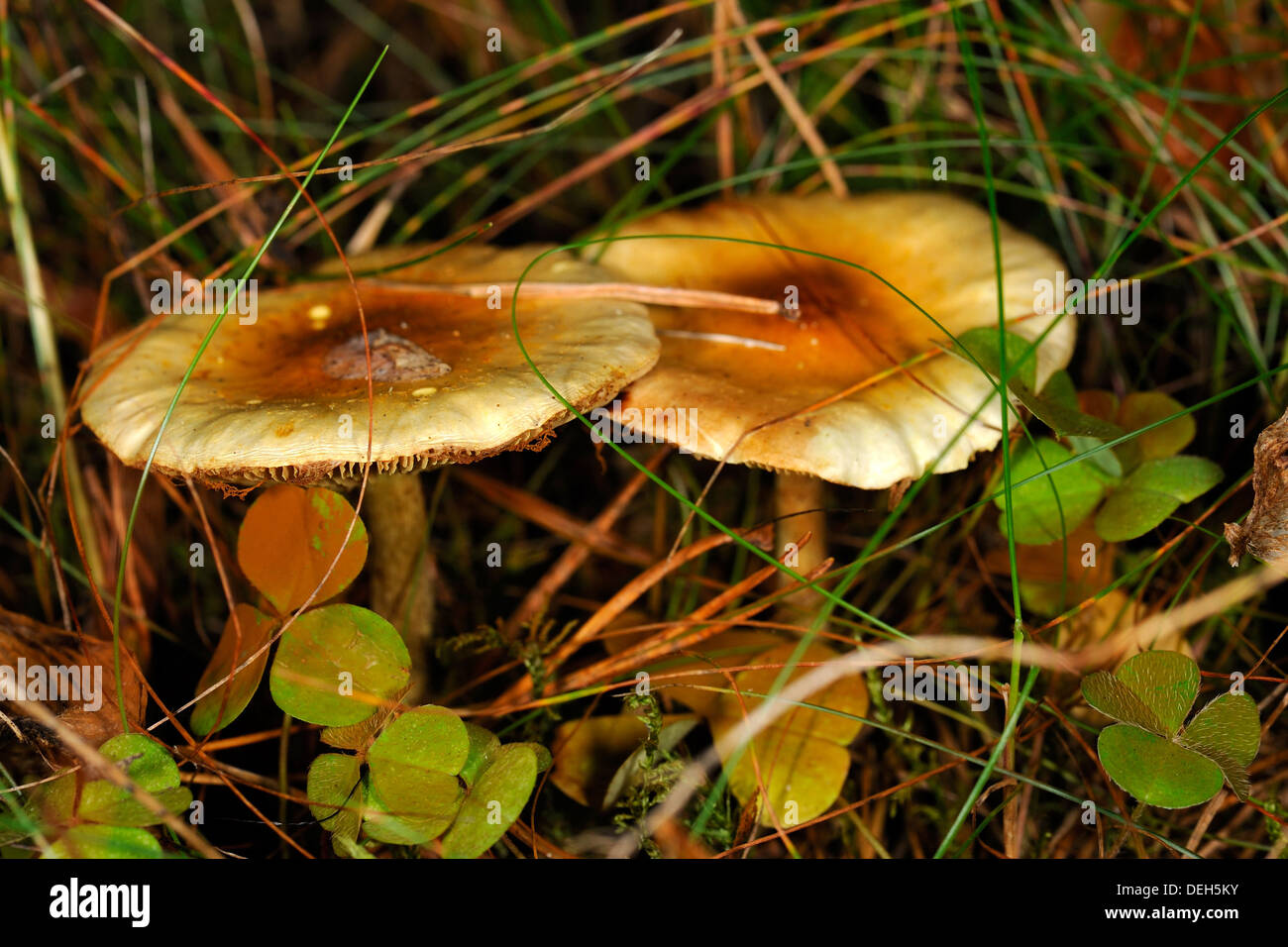 Tiny immangiabili funghi nella foresta Foto Stock