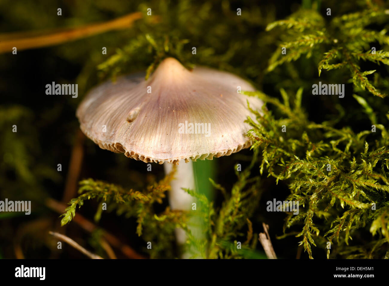 Tiny immangiabili funghicoltura nella foresta Foto Stock