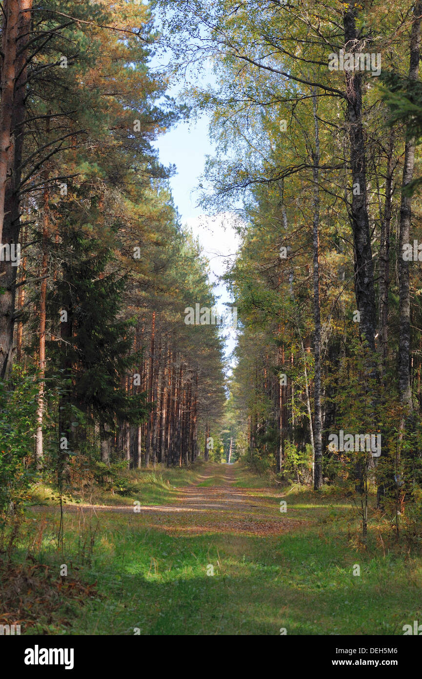 Colori del bosco misto in Settembre Foto Stock