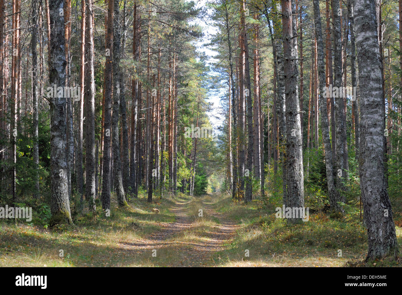 Colori del bosco misto in Settembre Foto Stock