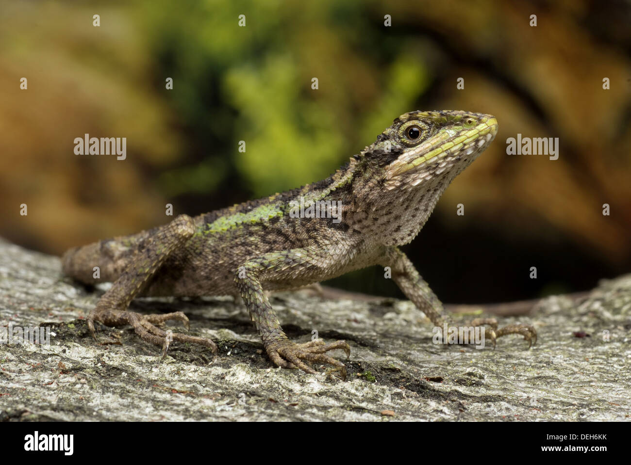 Struttura japalura dragon, japalura splendida Foto Stock