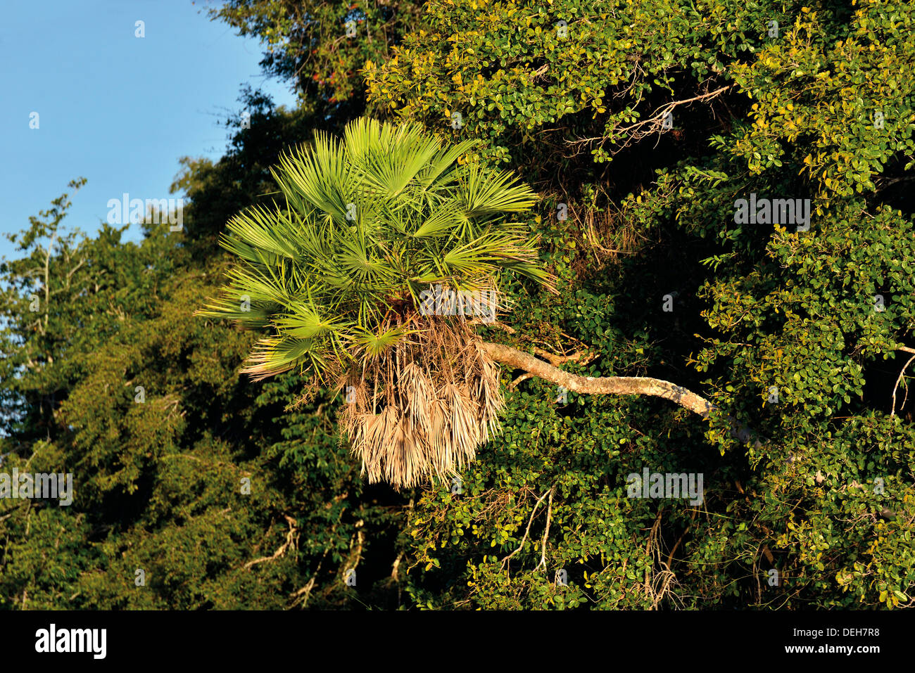 Il Brasile, Pantanal: Palm tree orizzontale crescente al di fuori della foresta tropicale della vegetazione Foto Stock