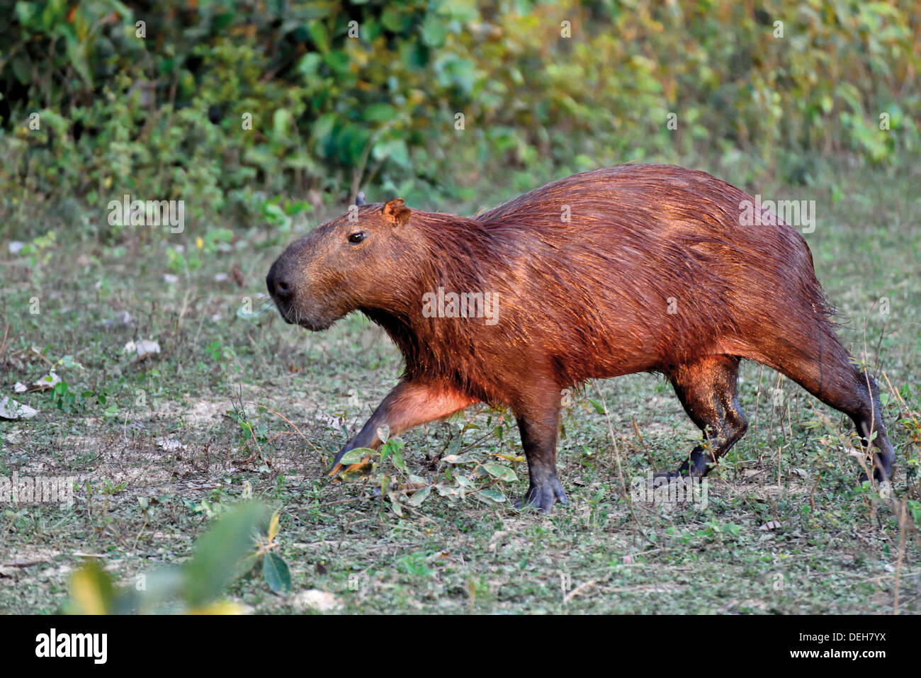 Il Brasile, Pantanal: capibara (Hydrochoerus hydrochaeris) sulla corsa Foto Stock