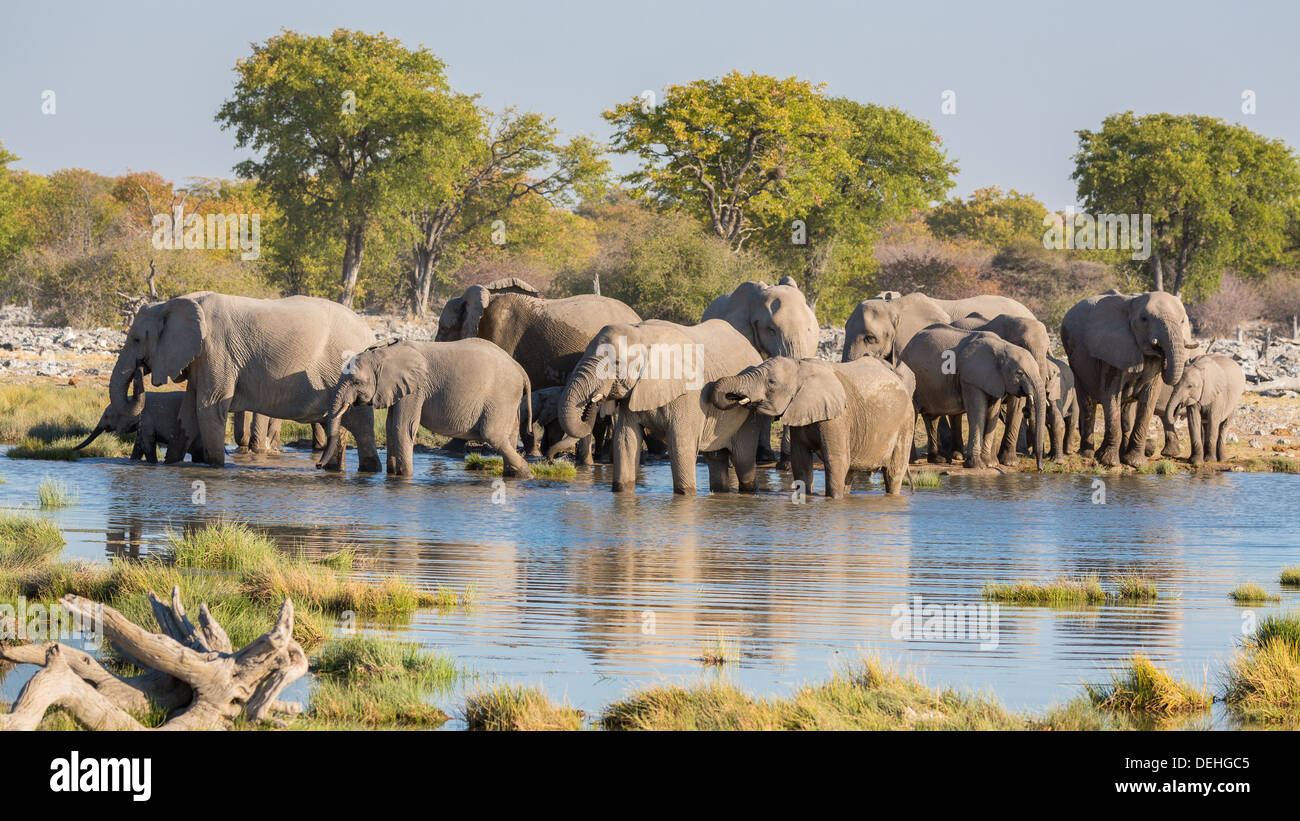 Gruppo di Elefanti a bere un waterhole in Etosha Foto Stock