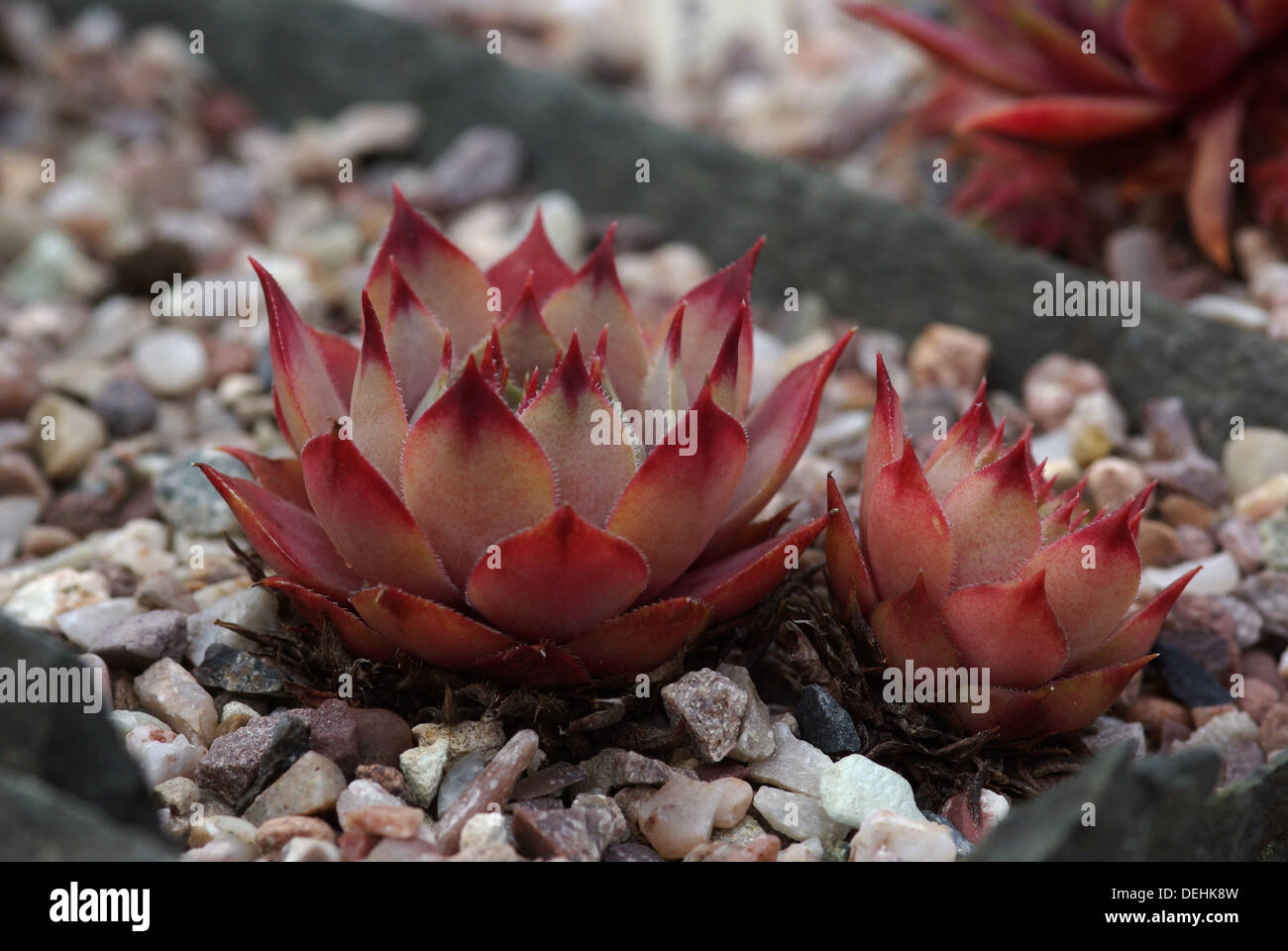 Sempervivum - GRAY LADY Foto Stock