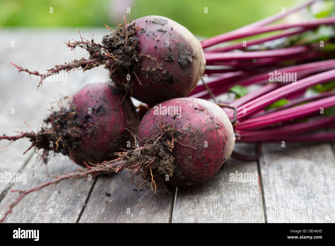 Mazzetto di tondo di barbabietole Foto Stock