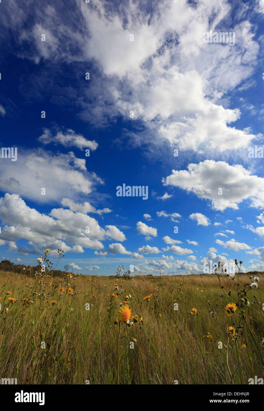 Fiori Selvatici a Holme dune riserva naturale nazionale sulla Costa North Norfolk. Foto Stock