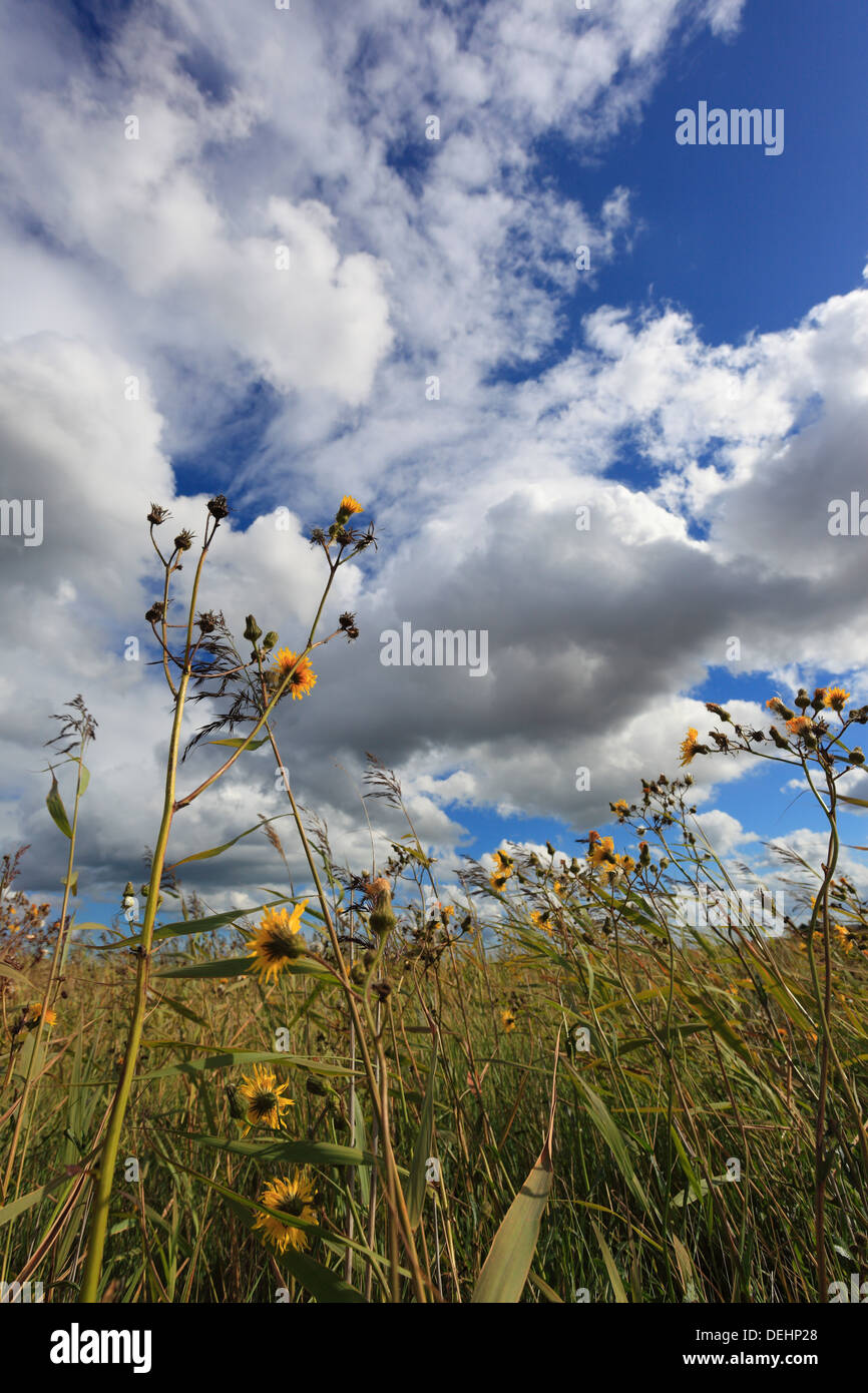 Fiori Selvatici a Holme dune riserva naturale nazionale sulla Costa North Norfolk. Foto Stock