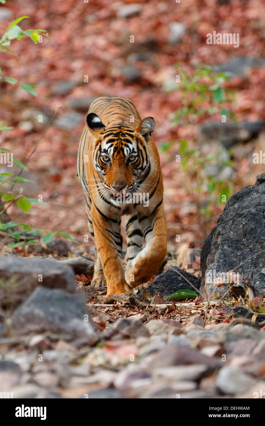 Tigre del Bengala a Ranthambhore foresta, Rajasthan, India. ( Panthera Tigris ) Foto Stock