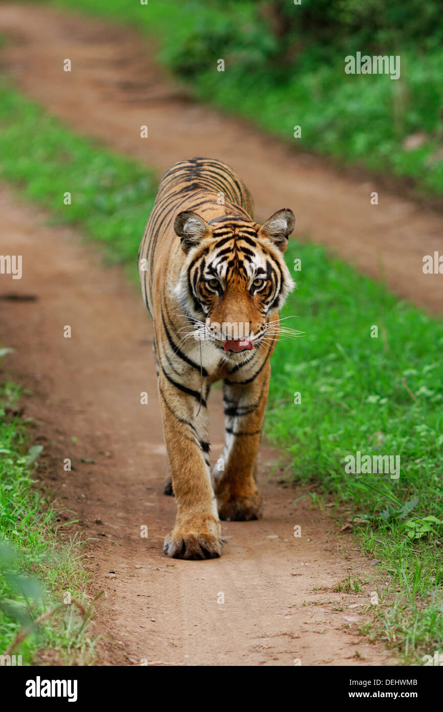 Tigre del Bengala a camminare su una giungla via a Ranthambhore foresta, India. ( Panthera Tigris ) Foto Stock