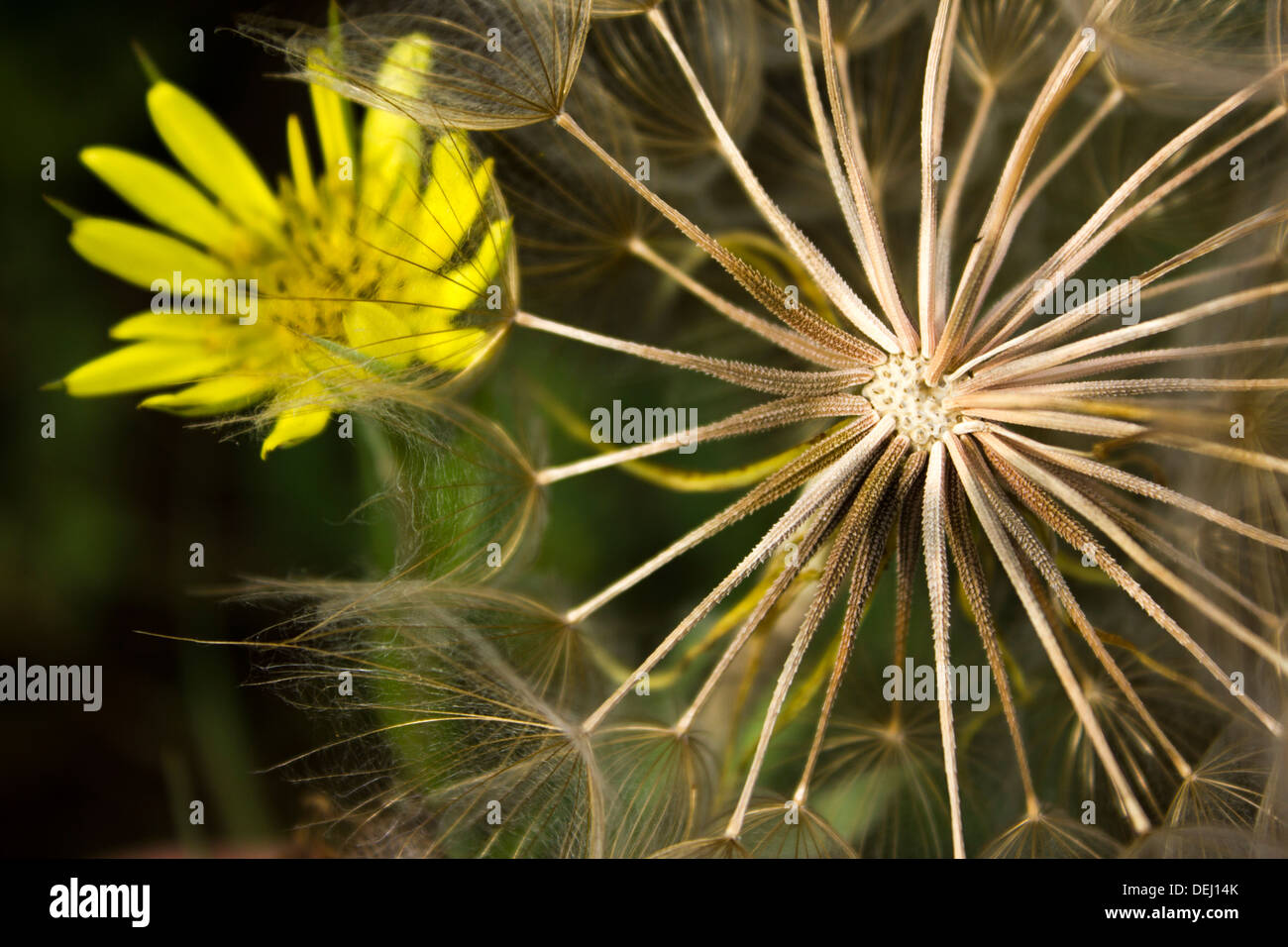 Il giallo della capra barba di erba infestante Blossom & seme head (Tragopogon dubius) Foto Stock