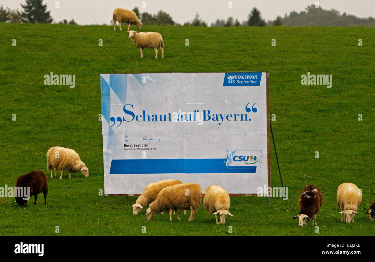 Un gregge di pecore graza su un prato accanto ad un cartellone elettorale della CSU (bavarese cristiana unione sociale) in Frasdorf, Germania, 19 settembre 2013. Foto: Dietere Endlicher Foto Stock