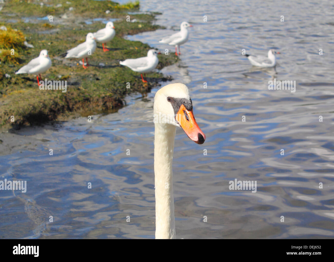 Solo swan fissando la telecamera, davanti a Gabbiani in un vivid blue bay Foto Stock