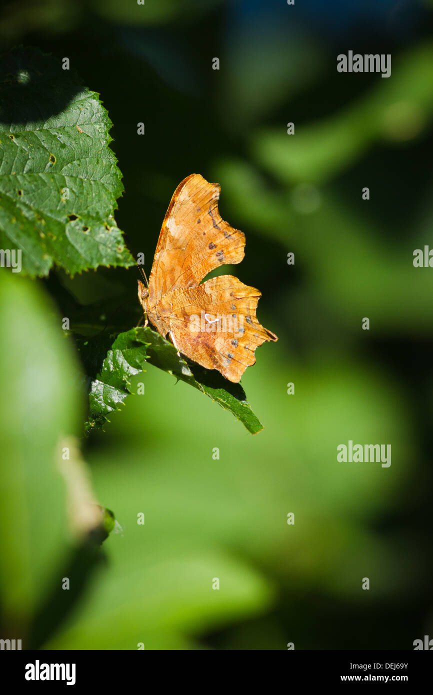 Virgola farfalla su una foglia Foto Stock