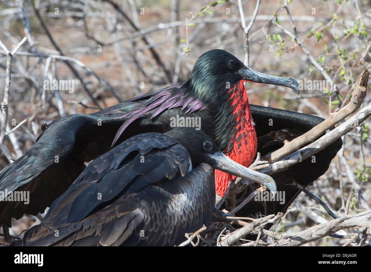 Paio di magnifiche fregate (Fregata magnificens), North Seymour Island, Galapagos, Ecuador Foto Stock