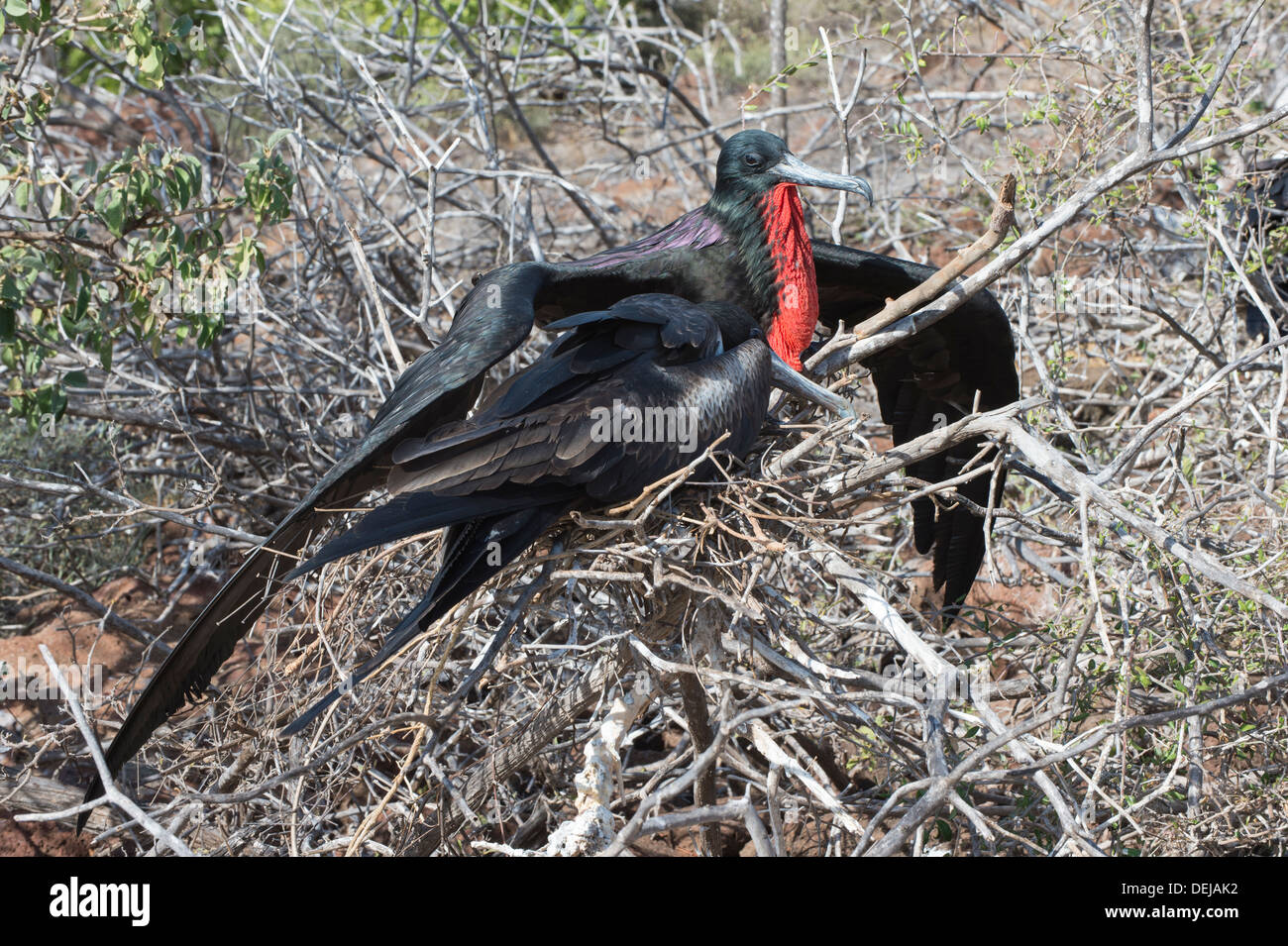Paio di magnifiche fregate (Fregata magnificens), North Seymour Island, Galapagos, Ecuador Foto Stock