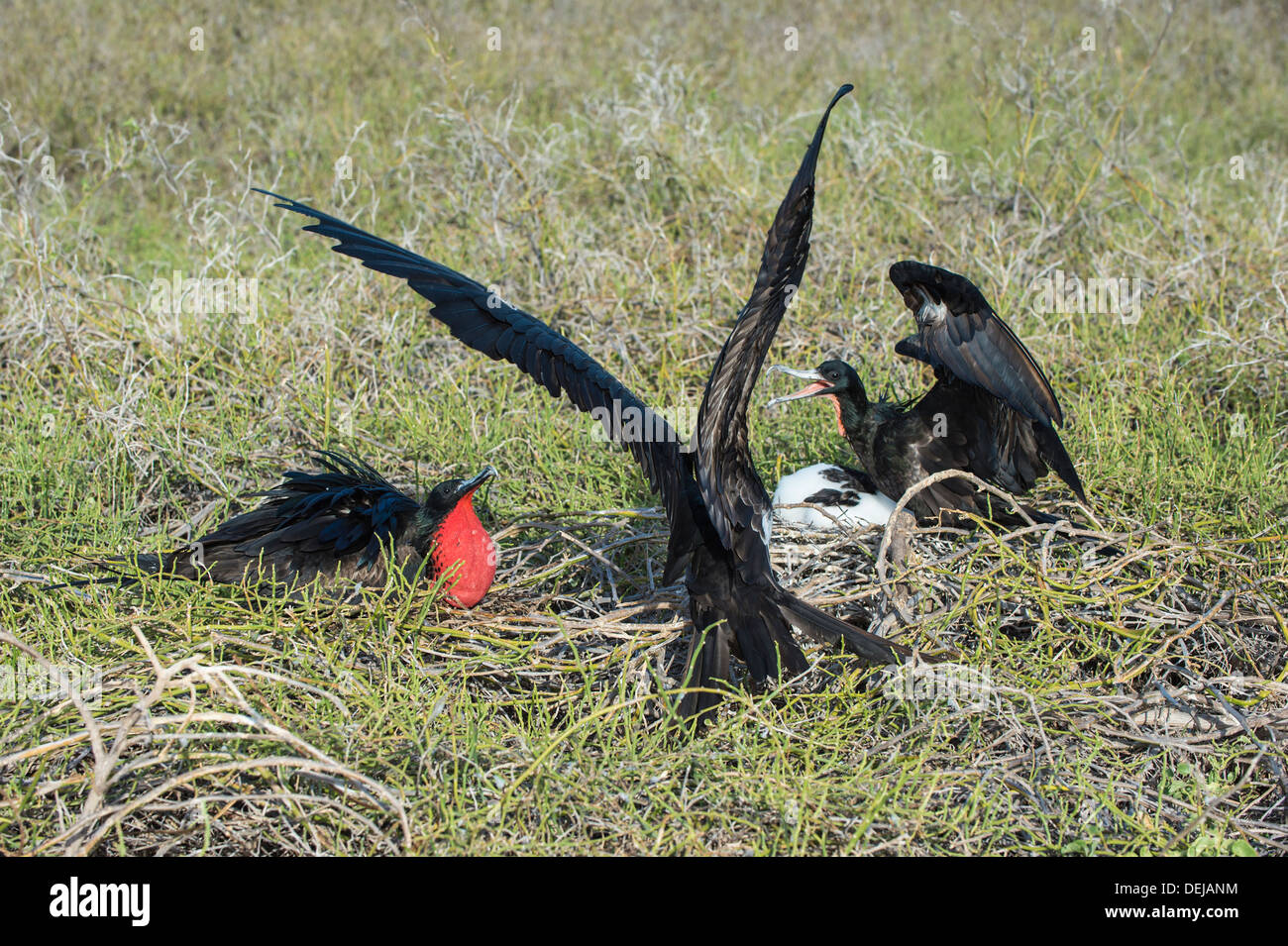 Paio di magnifiche fregate (Fregata magnificens), North Seymour Island, Galapagos, Ecuador Foto Stock