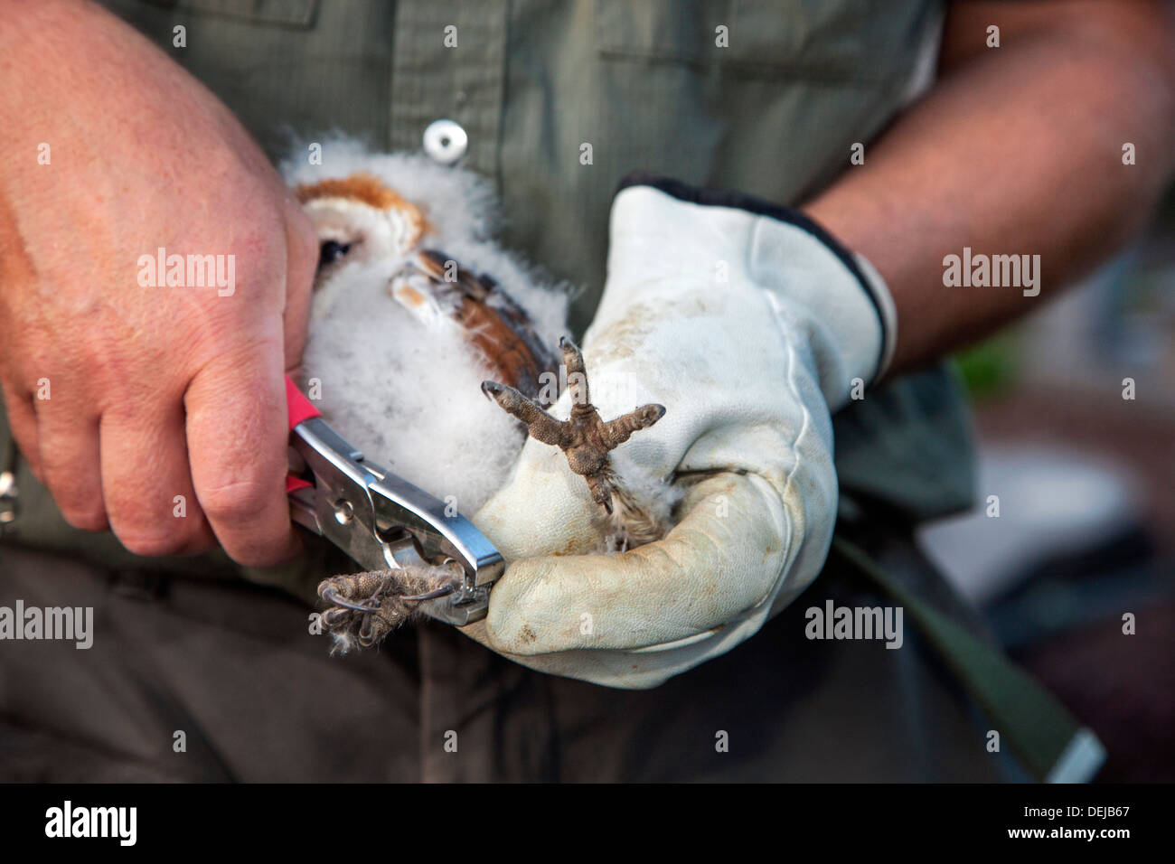 Suoneria di uccello con un paio di pinze e guanto squillando Barbagianni (Tyto alba) owlet / pulcino con anello di metallo sulla gamba di identificazione Foto Stock