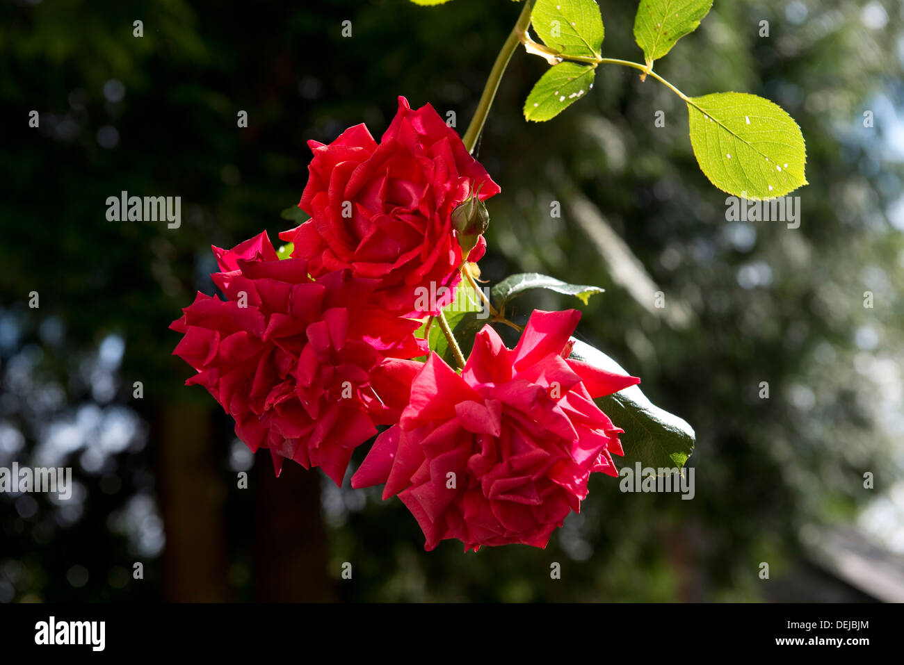 Red fioriture di un rosa rampicante, DANSE DU FEU, Foto Stock