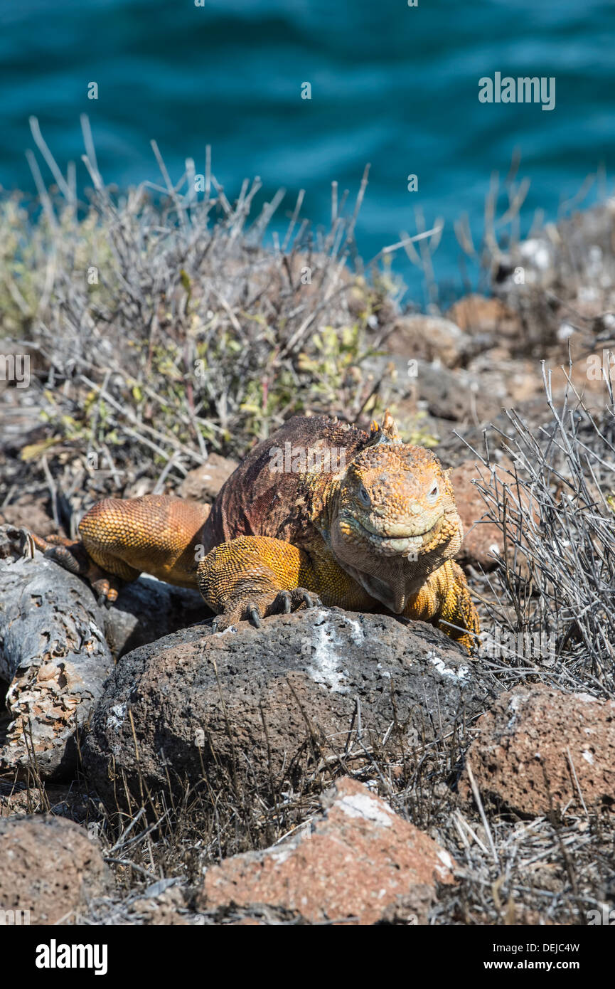 Terra Galapagos Iguana (Conolophus subcristatus), North Seymour Island, Galapagos, Ecuador Foto Stock