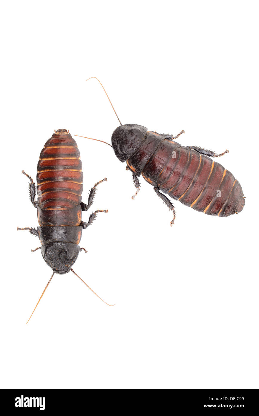 Vista dettagliata del scarafaggio sibilante isolato di fronte a uno sfondo bianco. Foto Stock