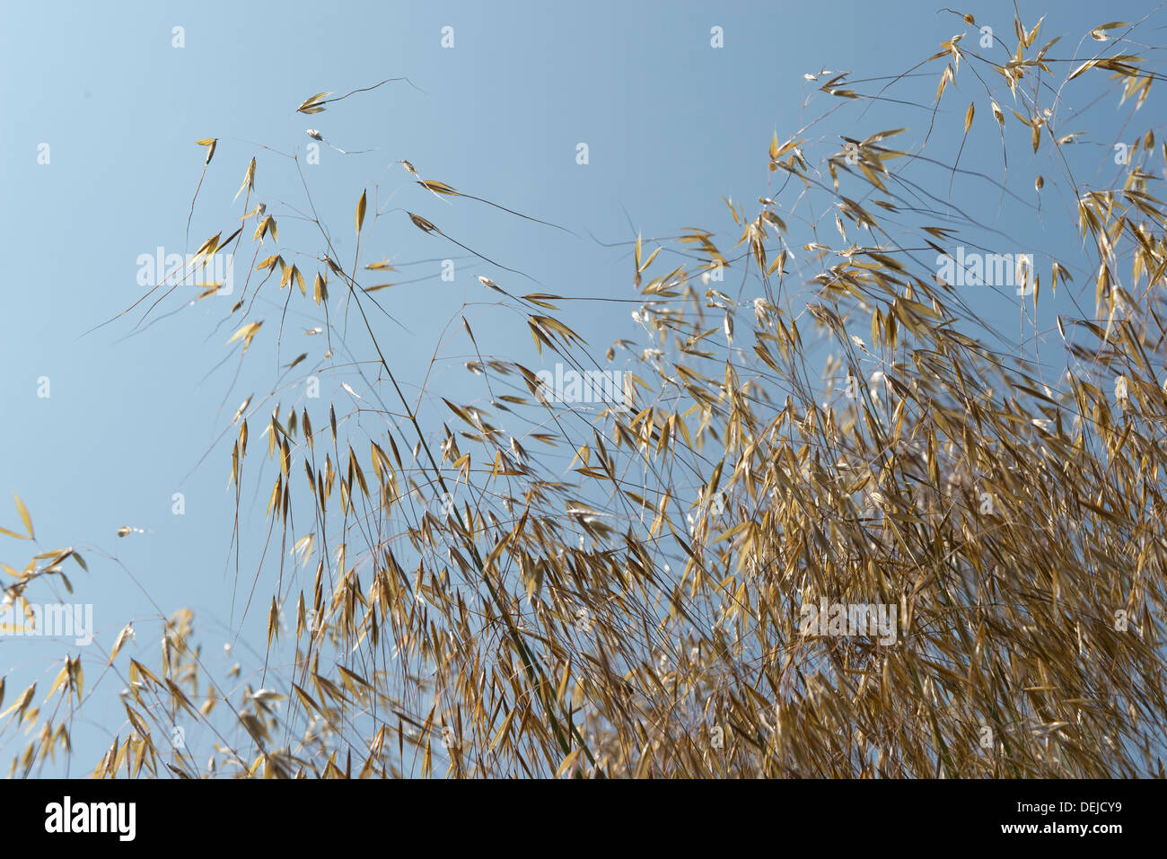 Golden avena o gigante giù erba, Stipa gigantea, un grande giardino ornamentale erba in seedhead Foto Stock