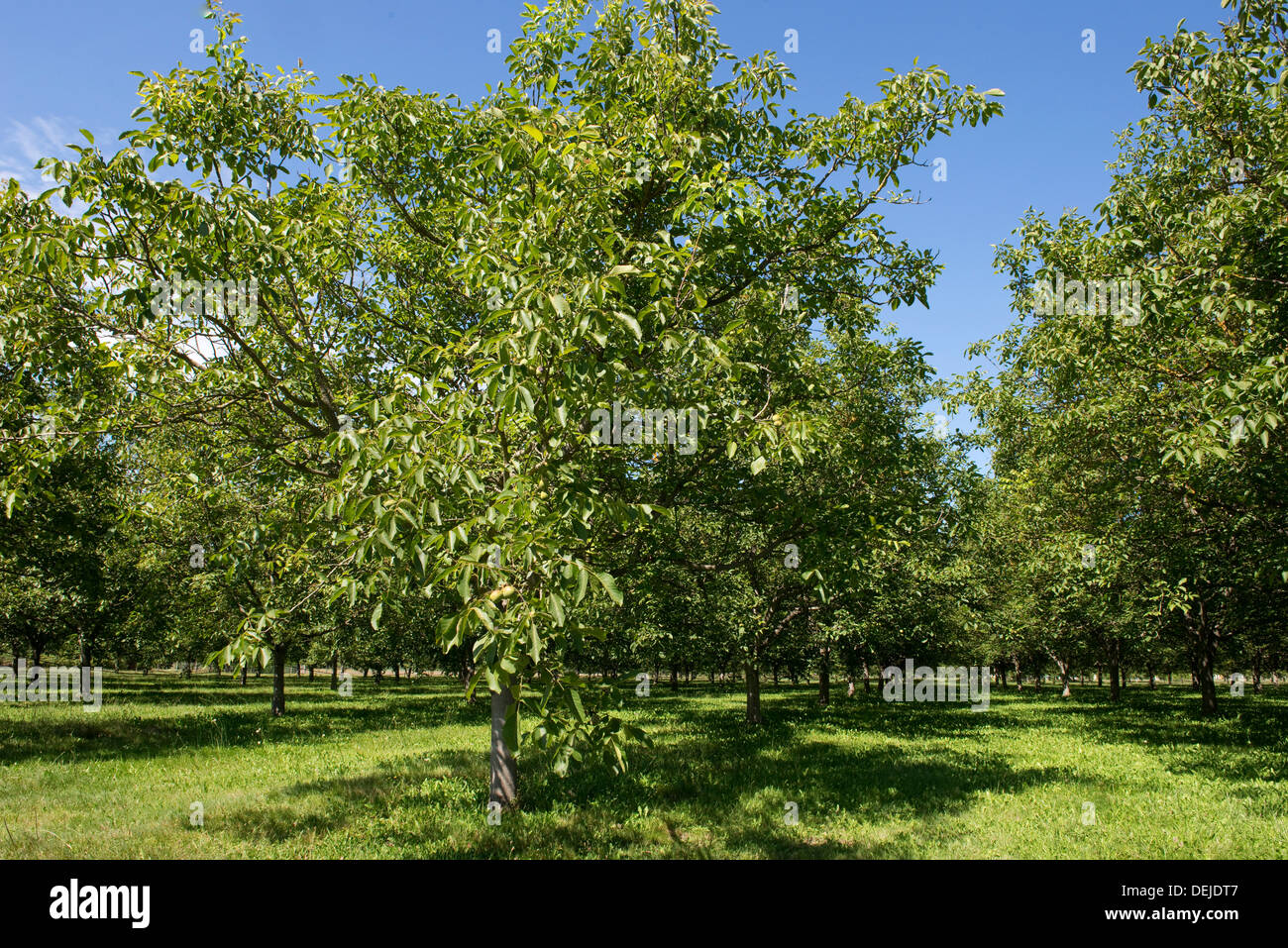 Boschetti di noce con frutta matura e linee di irrigazione per fertirrigazione vicino a Sainte-Foy-la-Grande, Gironde, Francia, Agosto Foto Stock