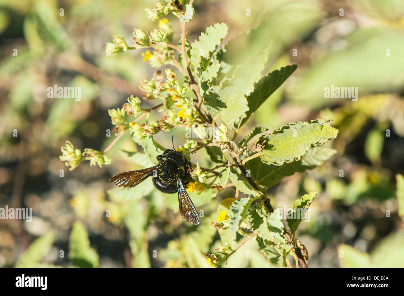 Le Galapagos Carpenter Bee (Xylocopa darwini) raccolta di nettare, Bahia Urvina, Isabela Island, Galapagos Foto Stock