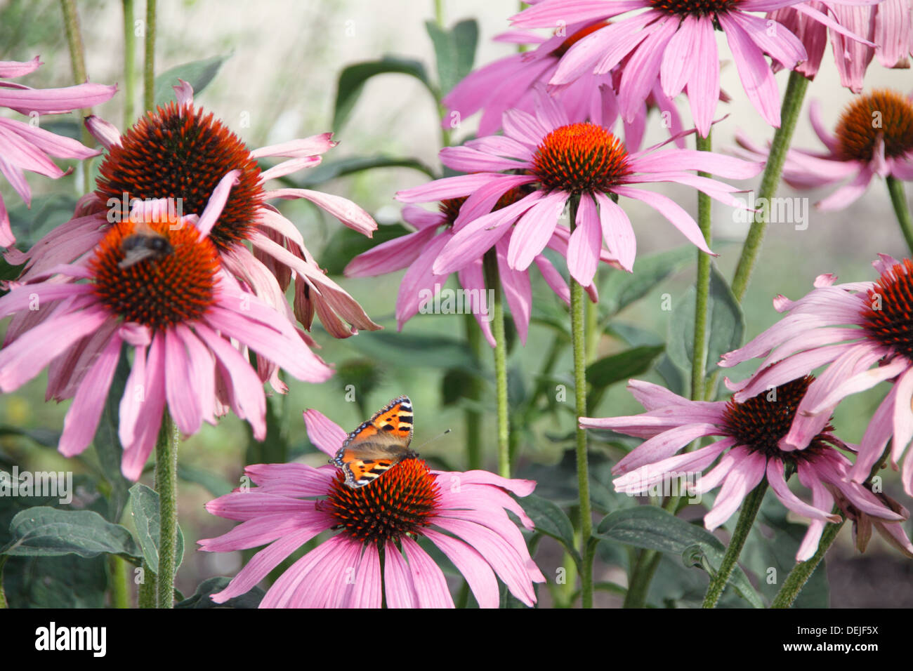 Piccola Tartaruga Butterfly (Aglais urticae) Foto Stock