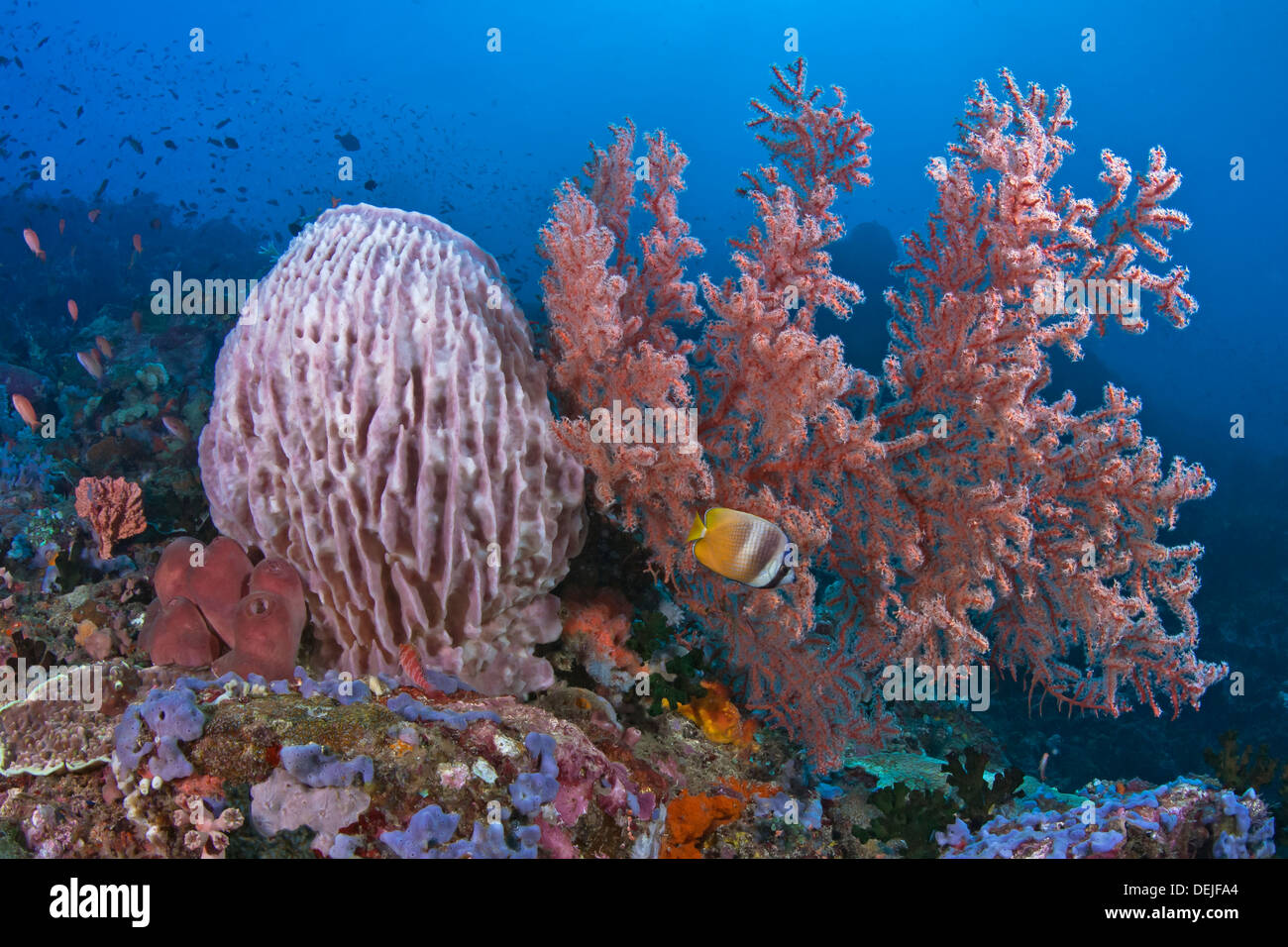 Seascape con canna spugna, Gorgonia seafan e sunburst, butterflyfish Chaetodon kleinii sul verde isola, Filippine. Foto Stock