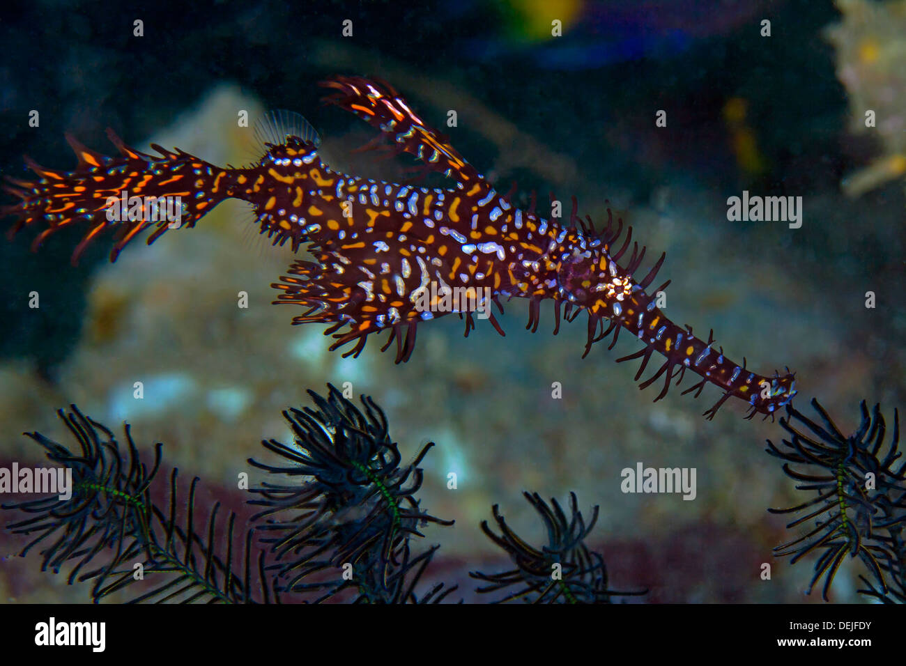 Ornate ghost pipefish mimetizzati fra crinoidi. Stretto di Lembeh, Indonesia. Foto Stock