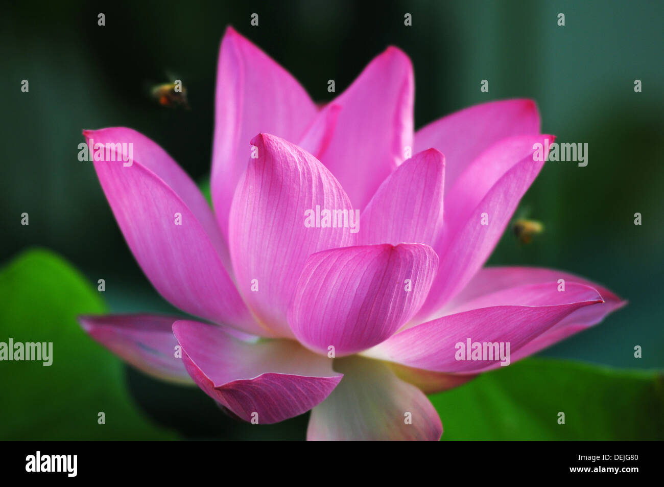 Fiore di loto che fiorisce in un stagno con api Foto Stock