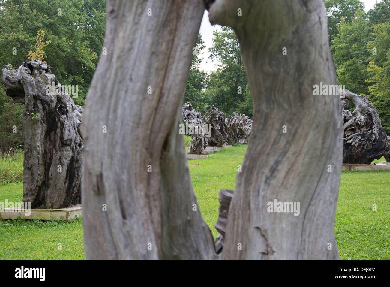 New Paltz, New York - Redwood driftwood sculture, portato dalla California del Nord spiagge a Catskill Mountains. Foto Stock