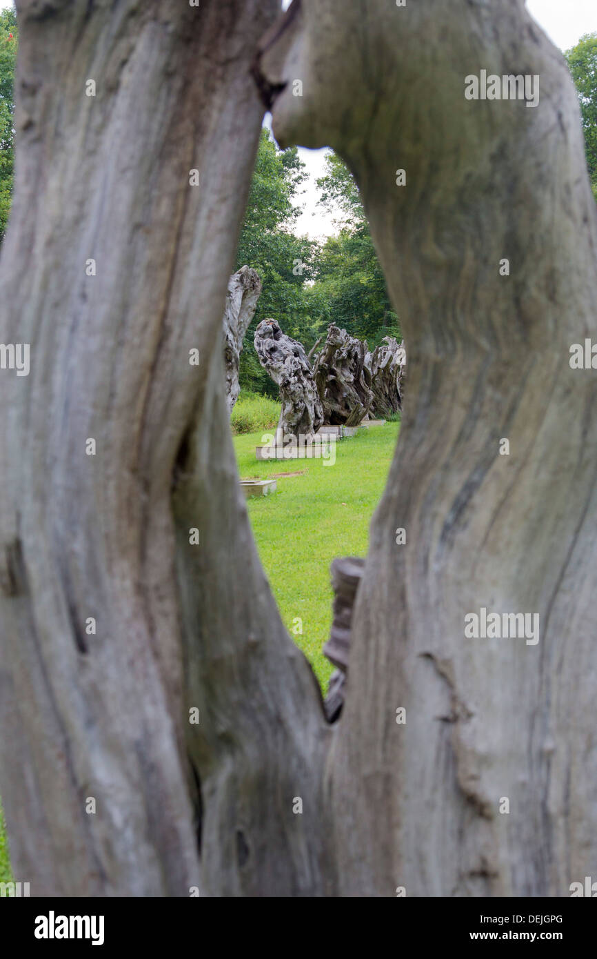 New Paltz, New York - Redwood driftwood sculture, portato dalla California del Nord spiagge a Catskill Mountains. Foto Stock