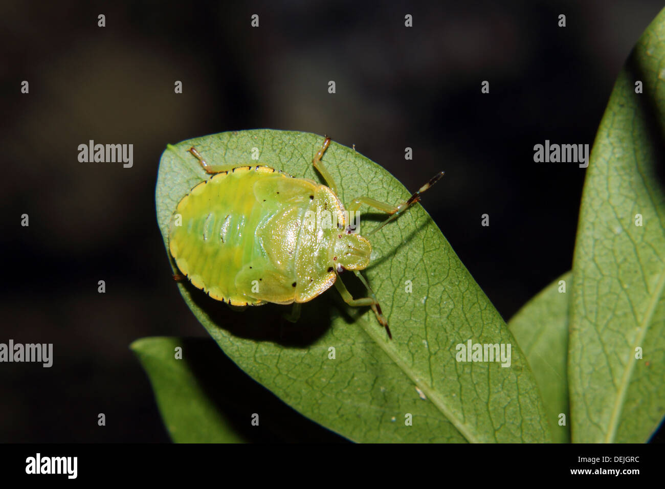 Un Green Stink Bug (A.hilare) su una foglia. Foto Stock