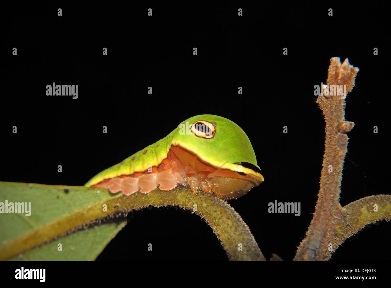 Una coda di rondine Spicebush caterpillar mimare un serpente verde. Foto Stock