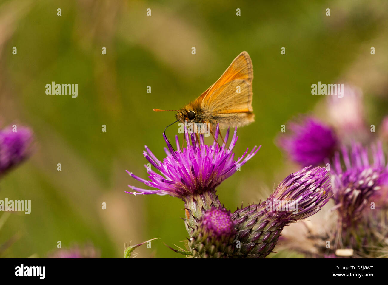 Piccola Skipper farfalla sul fiore di cardo Foto Stock