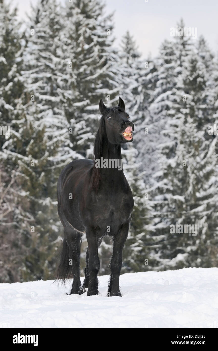 Ridere il frisone cavallo in inverno Foto Stock
