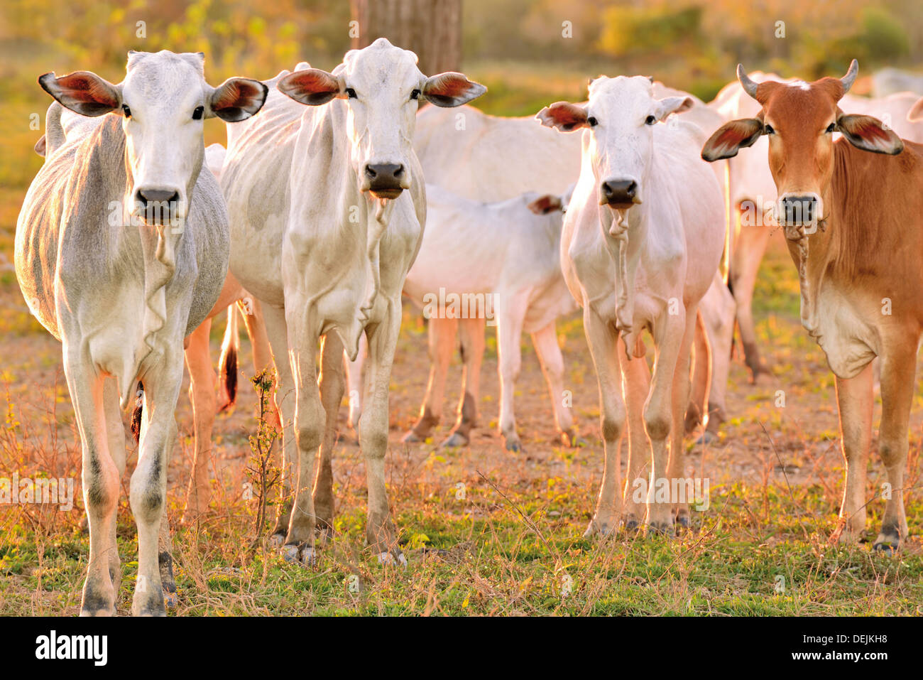 Il Brasile, Pantanal: bovini con vacche Nelore cercando di fotocamera Foto Stock