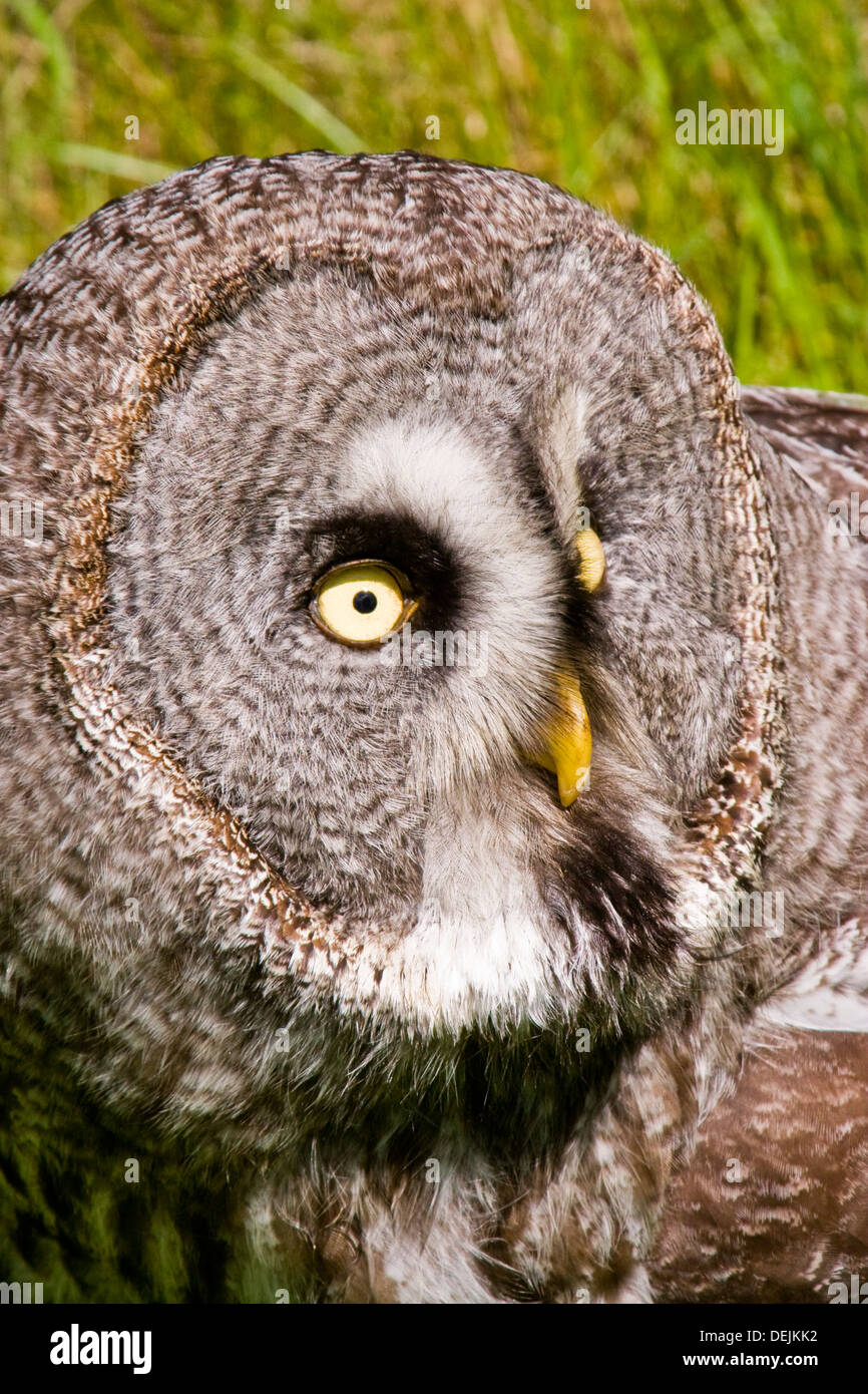 Un profilo laterale di un grande gufo grigio in un giorno di falconeria a Greetham Centro giardino Foto Stock